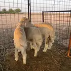 بهم حري للبيع