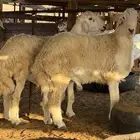 2 طليان حريه ذبايح