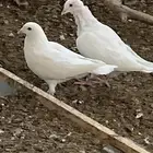 زاجل انثى هولندي