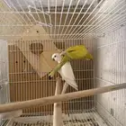 للبيع جوز كويكر