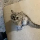 النوع شيراز