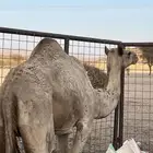 السلام عليكم ورحمة الله وبركاته