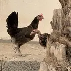 للبيع دجاج عربي