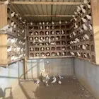حمام فرنسى عشه كامله للبيع منتج