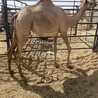 للبيع بكره