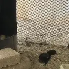صيصان شامو الماني