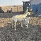 حريه ولد معها خروف