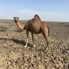 ناقه حمرا ساحليه منوه القناي تم البيع