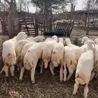 حريات مغلقه شحم