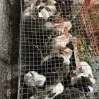 ارانب ودجاج للبيع الموقع النماص