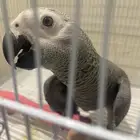 للبيع فرخ كاسكو