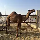 بكرة صفراء رمانية سنها لقيه تجزع الشتاء ذا