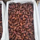تمر صفري بيشخ