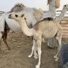 العرض الثاني   قعود لباني للبيع