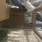 كويكر فرايد