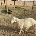 القصيم - الدليمية