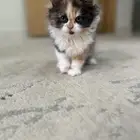 قطط