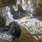 طبات رقاصي 6 حبات
