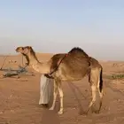 حمراء خلفه