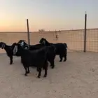 معزاء
