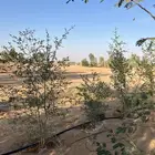 مزرعة غرب المزاحمية