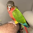 طائر كنيور أليف للبيع