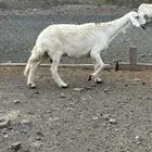 شاه
