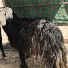 نعجه نجديه مضرع