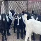 تيوس بريه نظيفه