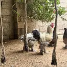 ديك براهما مستوى طيب