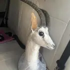 راس ظبي   غزال الريم محنط مع الرقبة