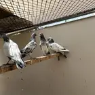 حمام با ستاني