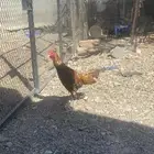 ديك باكستاني