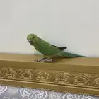 طير دره هدد