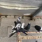 حمام قطيفي