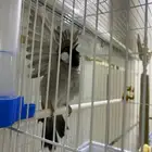 بلبل عراقي تم البيع