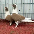 زوج بربريسي اصفر