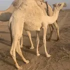 بكره للبيع بريه