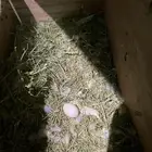 روز البينوا