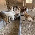 دجاج وديوك