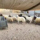 جذعان نعيم وحري