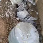 حمام سلفر وفرنسي سوبر جامبو وجامبو