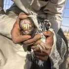 للبيع معزا