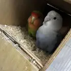 جوز روز مع انتاج وواحد فارد