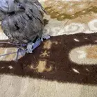 قزمه للبيع وحش