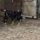 دجاج فارسي