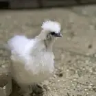 للبيع دجاج قطني او سلكي مستوي ونظافه