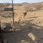 ديك دجاج