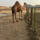 القاح وسنه رباع