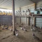 فرنسي لاحم جابو العدد حوالي 100 العمر من خمس شهور وتحت